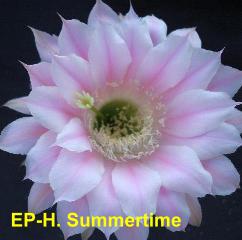 EP-H. Summertime 4.4.jpg 